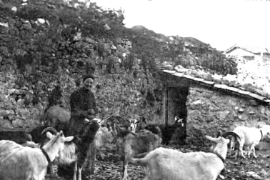 Les chevres et la paysanne dans la cour de la ferme