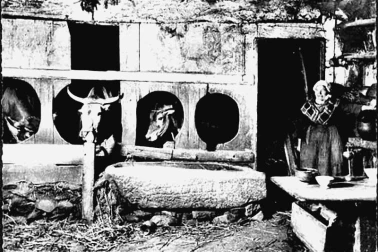 Les vaches a l etable et la femme agee