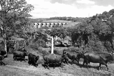 Salins  un viaduc et un troupeau de vache