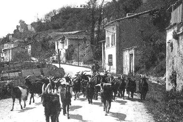 Route du village le troupeau de chevres se rendant au paturage avec le chevrier