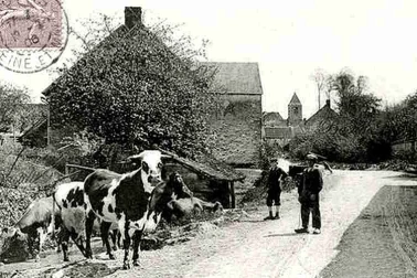 Les vaches sur la rue du village