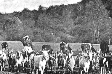 Troupeau de chevres dans la vallee