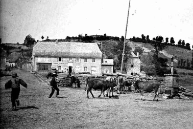 Oradour Cantal un troupeau de vaches dans le village