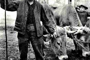 Type Auvergnat un bouvier de ferme