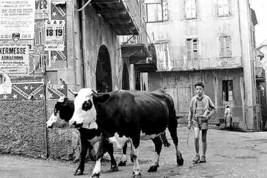 Les vaches dans les rues du village