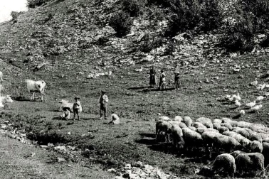 Paturages dans la montagne en 1914