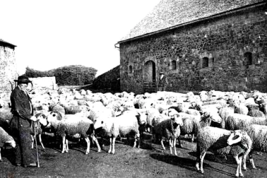 Une bergerie avec son troupeau