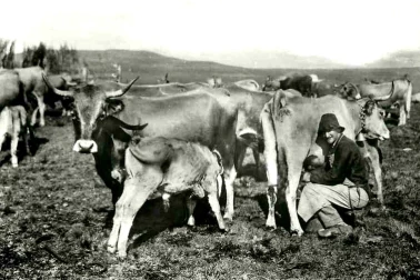 Une vacherie dans les montagnes cantaliennes  la traite
