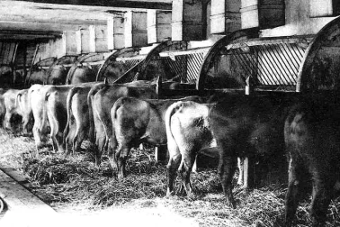 Vue d hier et d aujourd hui les vaches a l etable