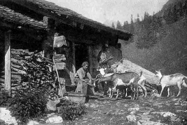 Le chevriers et ses chevres en montagne
