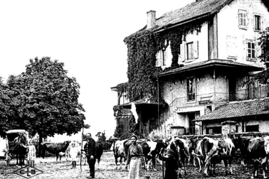 Le troupeau de vaches dans la cour de la ferme