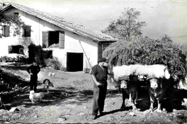 Attelage de boeufs a la ferme