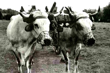 Attelage de vache sur le chemin des champs