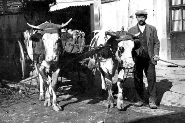 Cantal Attelage de vaches