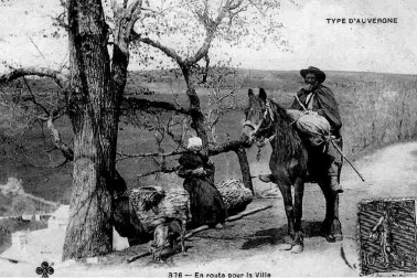 Transport avec des anes  en route pour la ville Type d Auvergne