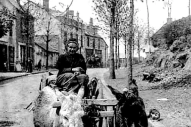 L AuvergneLes Les purs sangs du pays
