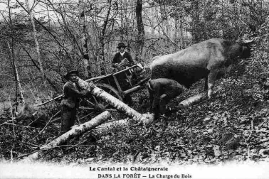 Le Cantal et la Chataigneraie - Dans la foret - La charge du bois