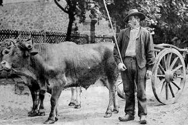 Auvergne attelage avec des boeufs en 1908
