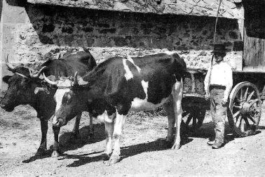 Cantal attelage de vaches a la ferme
