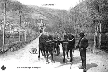 L Auvergne attelage auvergnat