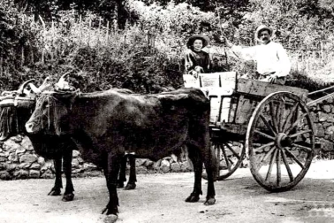 Metiers anciens cultivateur attelage rustique de vaches au tombereau l Auvergne
