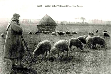Nos campagnes - Un patre