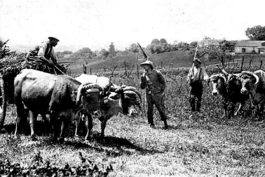 Scene chanpetre en campagne