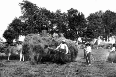La fenaison en famille et l attalage avec son char a foin