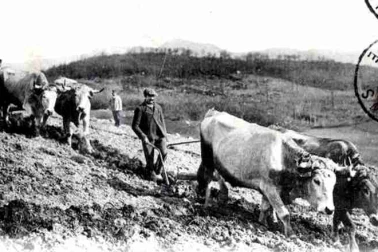 Scene de labour dans la montagne cantalienne