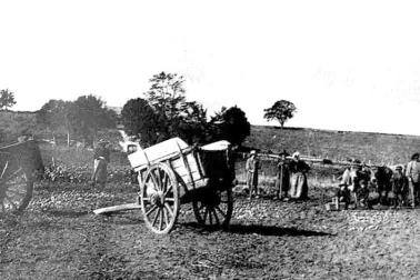 Cantal peuple pays d Aubrac la recolte des pommes de terre