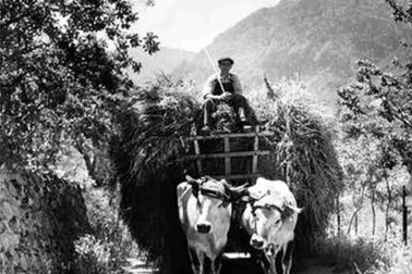 Un attelage de vache pour entree les foins a la fenaison