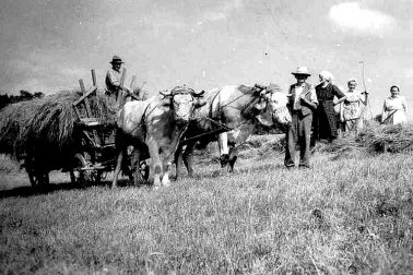 Attelage de boeufs ou de vaches