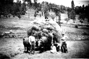 Cantal la fenaison dans les annees 1960