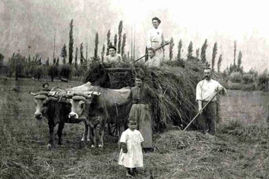 La fenaison en famille un attelage de beoufs et le char a foin