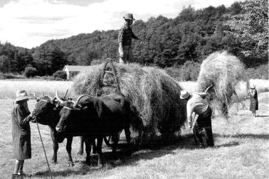 L Auvergne a la campagne la fenaison