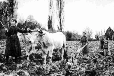 Les labours en famille avec un attelage de boeufs