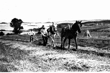 Cantal les labours le travail aux champs