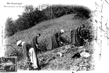Petit metier les faucheurs la fenaison la moisson l Auvergne La moisson les moissonneuses de ble noir en 1907