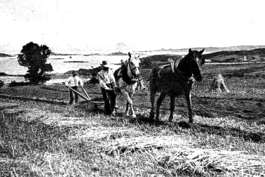 Le travail aux champs la moison