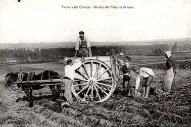 Agriculteur - Travaux des champs -Recolte des pommes de terre