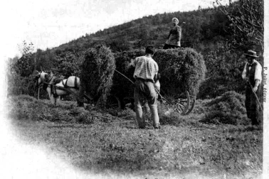 Les petits metiers les faucheurs la fenaison la moisson l Auvergne La fenaison