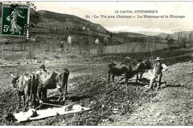 L Auvergne petits metier hersage et le planage la vie aux champs avec des paysans et leurs boeufs vers 1910