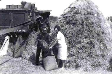 Cantal a Oradour la batteuse on chage le grain