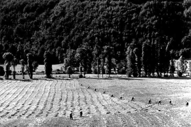 La vallee de l Alagnon dans le Cantal les faucheurs au travail vers 1935