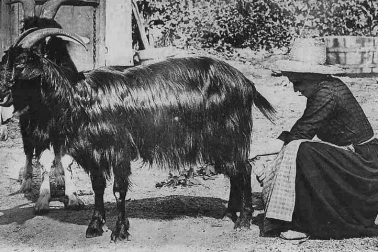 La chevriere