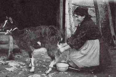 Caussetiere trayant sa chevre