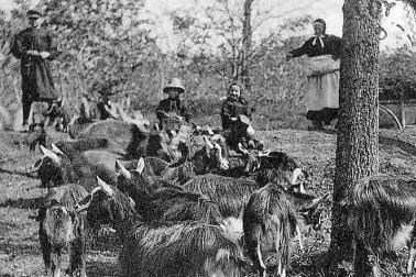 Gardeuses de chevres
