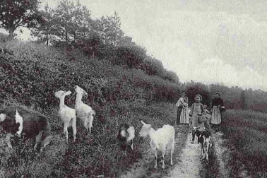 En foret - Chemin de la fontaine pour le troupeau de chevres
