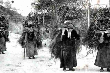 Femmes descendant le bois de la montagne