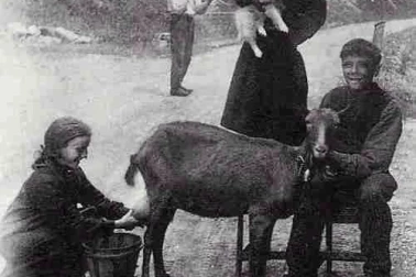 La chevre a la traite sur le chemin du village